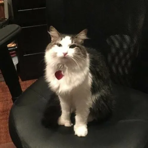 A cat on an office chair